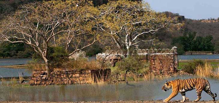 5 Best Places to discover wildlife in Rajasthan