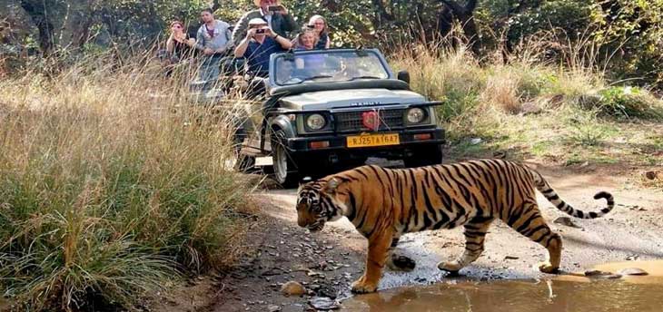 8 Best Incredible Places for Wildlife Jungle Safari Holidays in Rajasthan