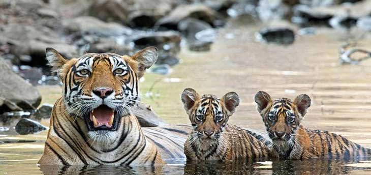 A Retreat to the Soul: Wildlife Tourism in Ranthambore