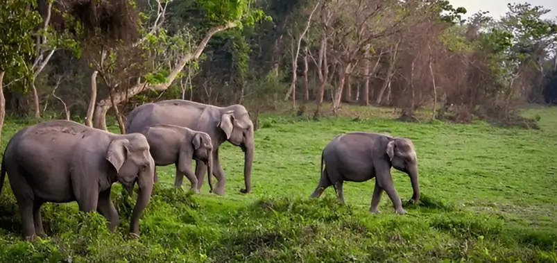 Assam Wildlife Tour Packages Including Kaziranga National Park Safari