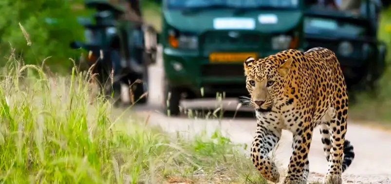 Best Leopard Safari Destinations in India