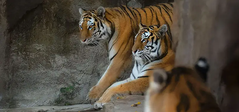 Top 15 Best National Parks in India for Wildlife Safaris & Luxury Jungle Lodges