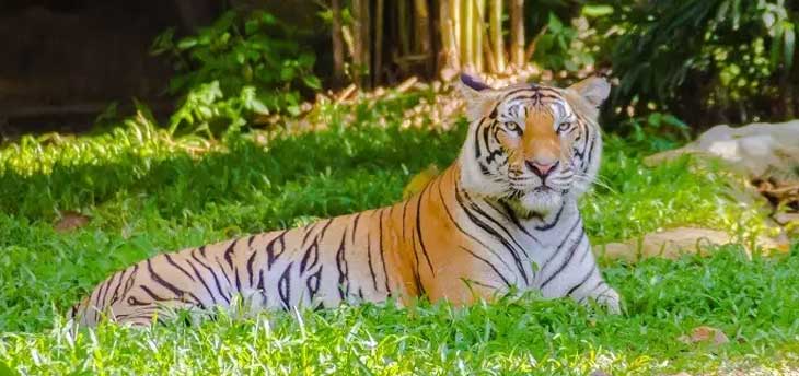 Best Places to Spot Tigers in India