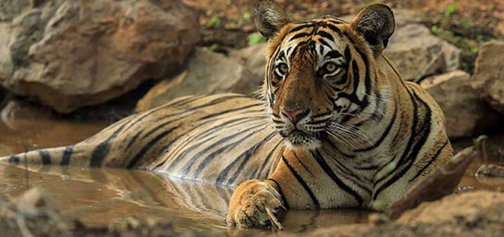 Best Wildlife Experiences In India