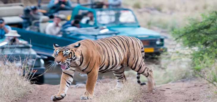 Explore the best of India wildlife in one go