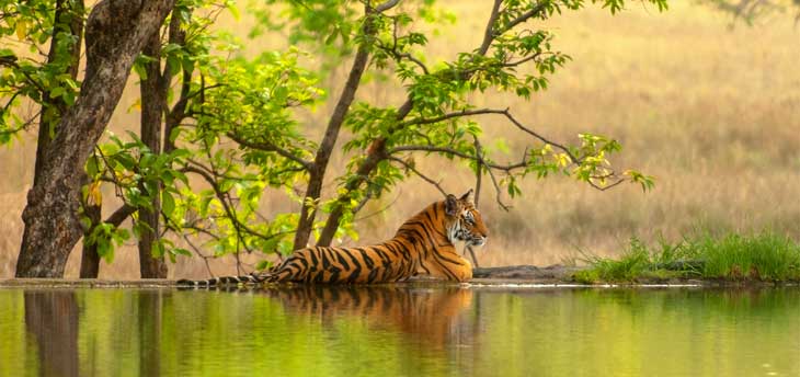 The best of Golden Triangle tour with Ranthambore