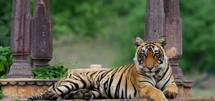 Highlights of Golden Triangle with Ranthambore Tour