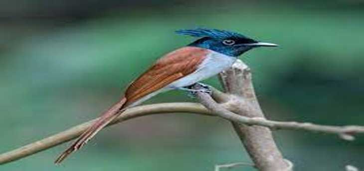 India Paradise for bird lovers