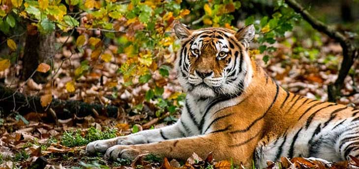 Explore charming Wildlife of India in 2022