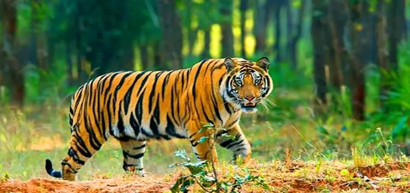India’s Big Five Wildlife Experiences