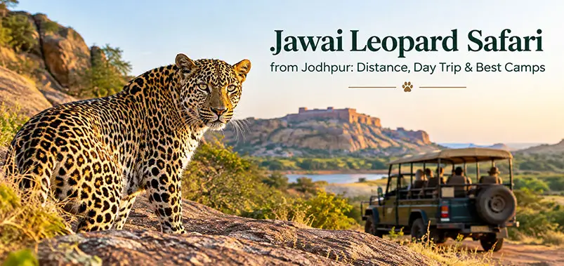Jawai Leopard Safari from Jodhpur: Day Trip & Camps