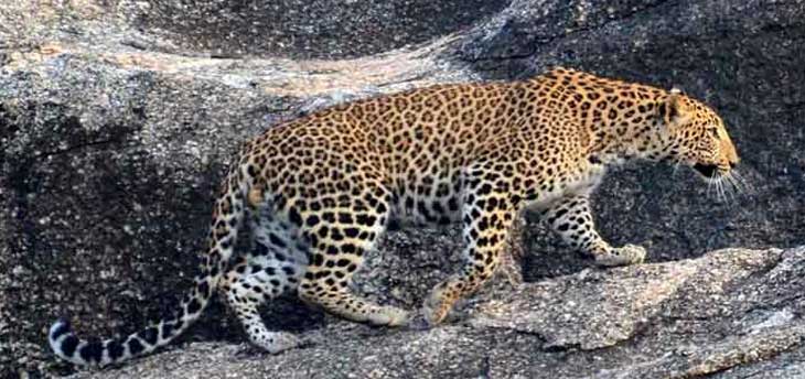 Jawai Leopard Safari: Rajasthan Most Attractive Wildlife Destination