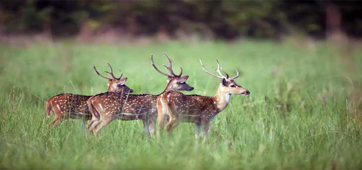 Jim Corbett National Park – a major attraction of Wildlife holidays in India