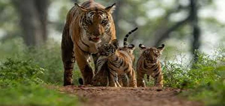 6 Major Wildlife Excursion of India