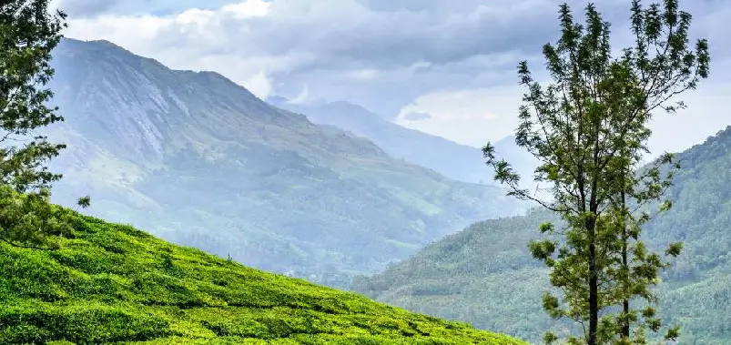 15 Most Beautiful Hill Stations in South India Worth Visiting for Nature, Luxury and Scenic Escapes