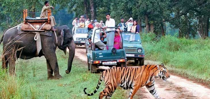 Spot tigers at 5 most popular National Parks in India
