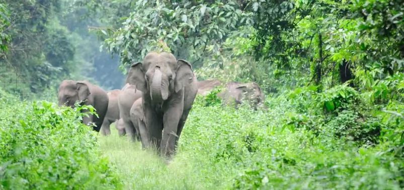 Nature and Wildlife Tour Packages in North East India for Forests, Rivers and Biodiversity