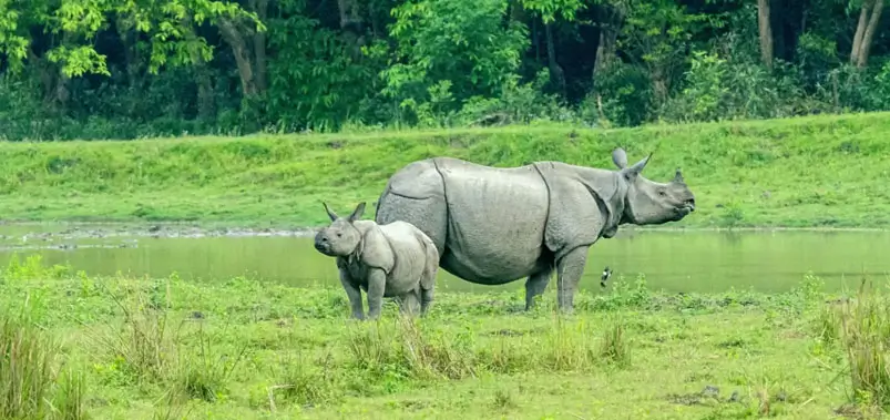 North East India Travel Itinerary for Nature, Wildlife and Cultural Experiences