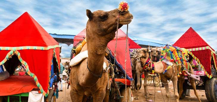 Pushkar Fair 2023 in Rajasthan: World largest Camel Fair