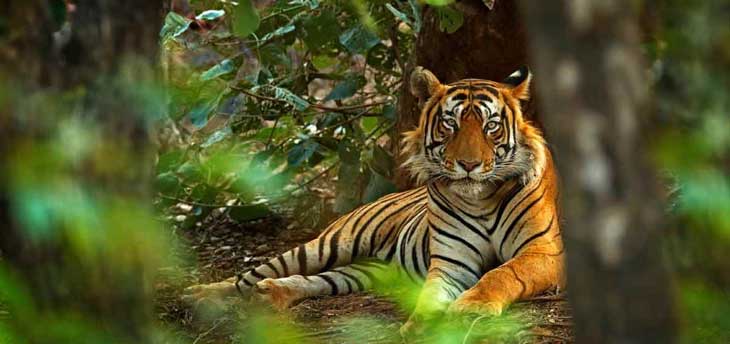 Wildlife Tour in Rajasthan