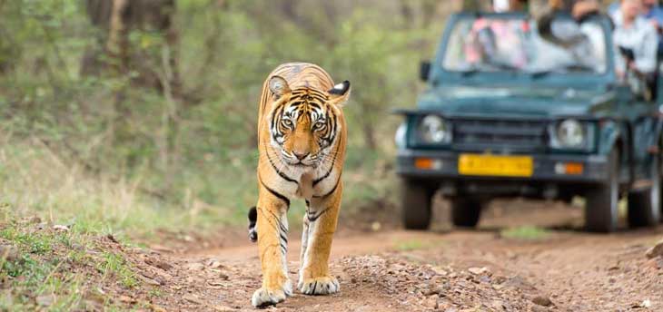 Rajasthan’s National Parks: The Ultimate Wildlife Adventure