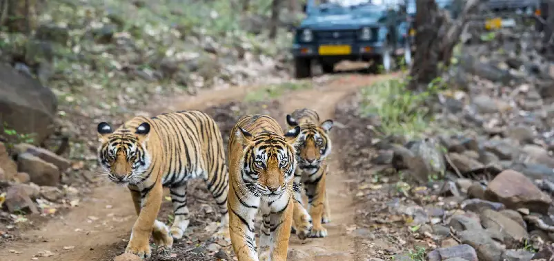 Ranthambore National Park - A Complete Guide