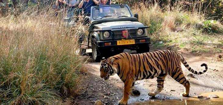 Two Days Ranthambore Tour In India