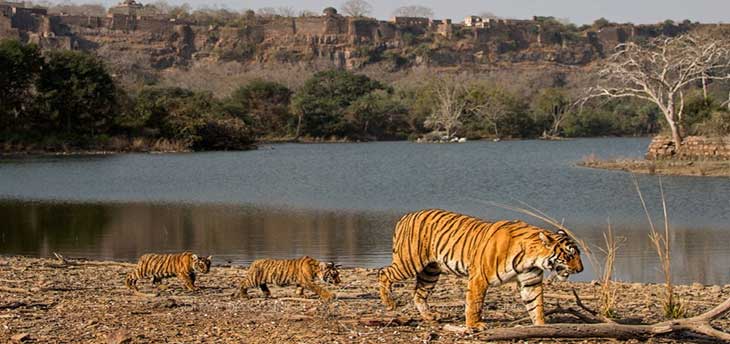 Rajasthan Wildlife Tours