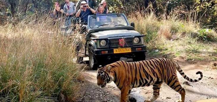 An Excursion to Ranthambore with Golden Trio of India