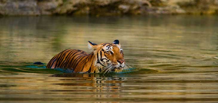 Explore Golden Triangle India with Ranthambore Tiger Safari