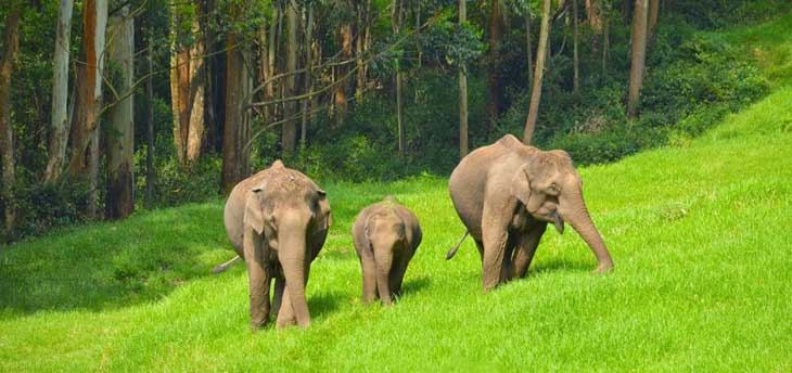 Wildlife Tour In South India