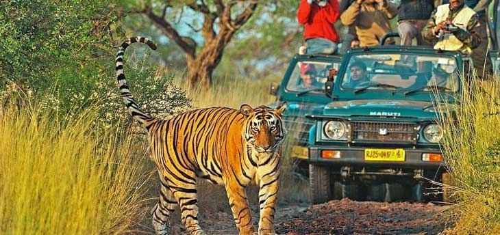 The golden triangle of India with an extension to Ranthambore: Wildlife calls!!