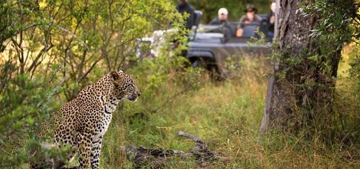 The Leopard Safari in Rajasthan with Jawai Hills
