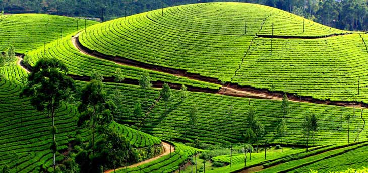 Top 7 reasons to visit Kerala in Monsoon Season