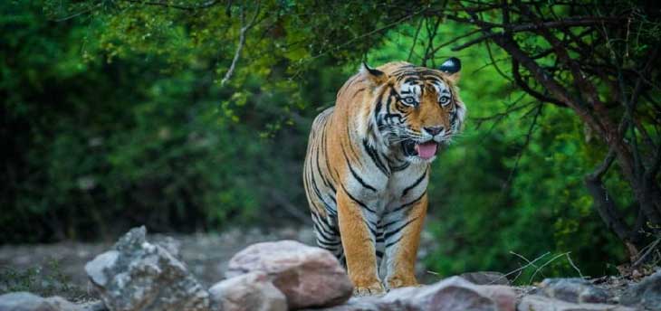 Top 4 Wildlife National Parks/sanctuary in Rajasthan