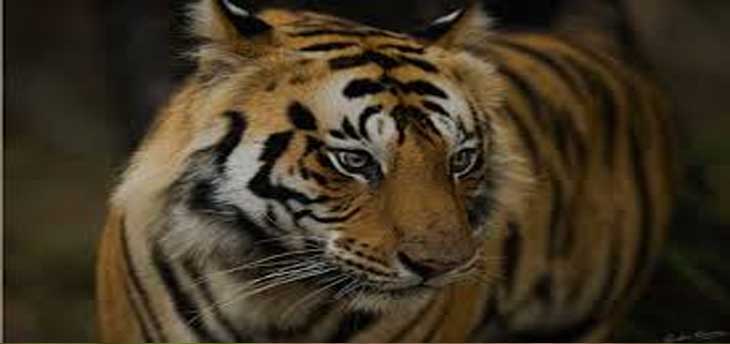 10 destinations for Wildlife Photography in India