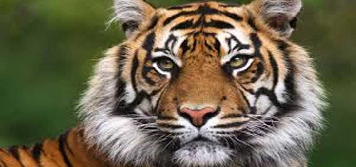 Best time to experience wildlife safari in India