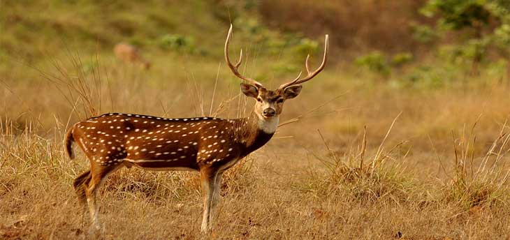 Wildlife Tourism In India