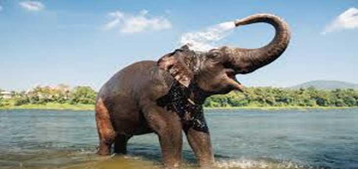 An Exciting Wildlife Trip To Assam & South India