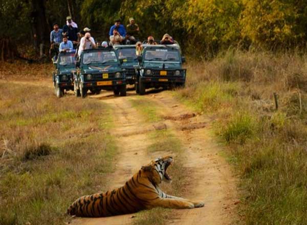Wildlife Tour Packages, Best Wildlife Holidays Packages