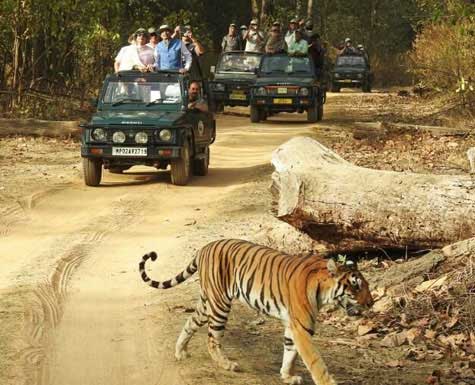 Kanha National Park Tour and Travel guide