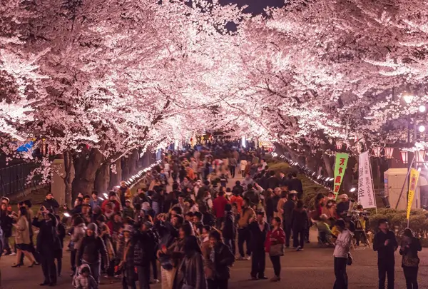 Cherry Blossom Festival Shillong Meghalaya