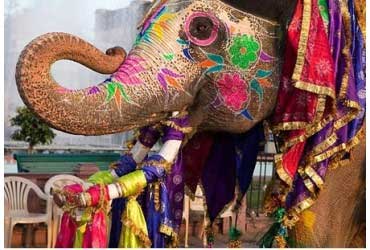 Elephant Festival
