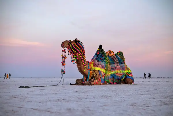 Rann Utsav Gujarat