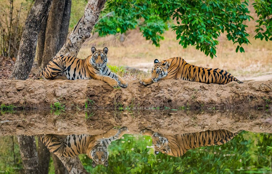 Bandhavgarh Wildlife Photography Tour | Bandhavgarh National Park