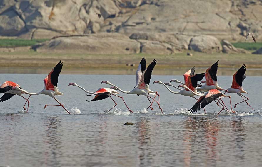 Bird Watching holidays | Bird Watching in India | India Wildlife