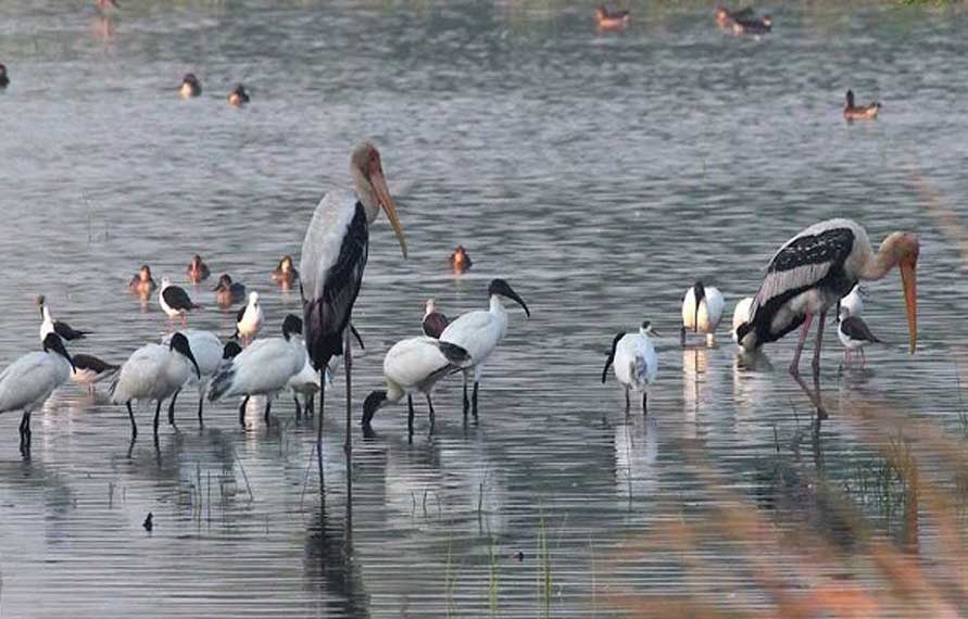 Bird Watching Tour  | Bird Watching Trips | India Wildlife