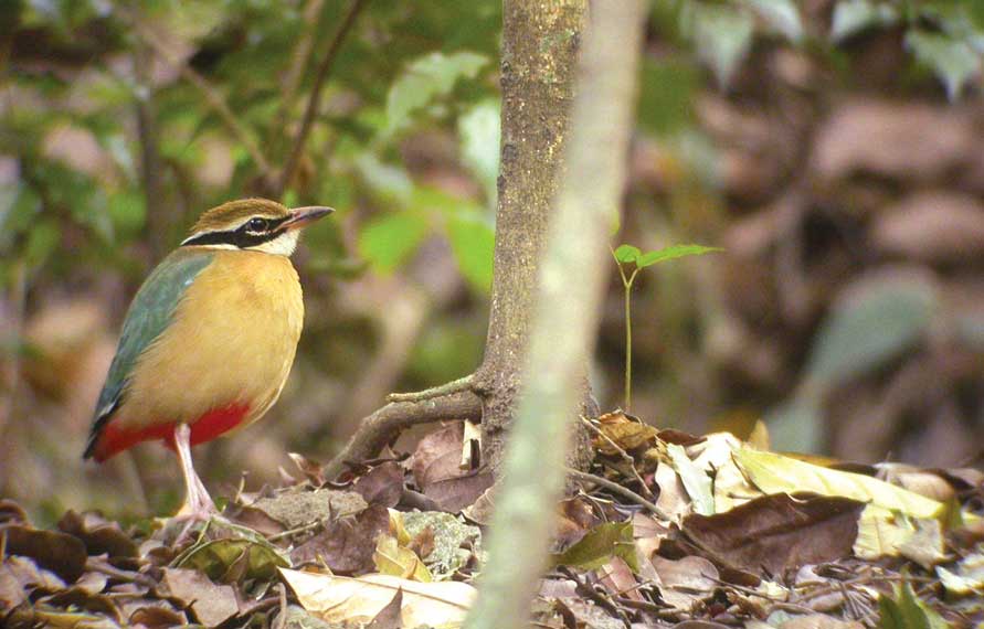 Bird Watching Tour In Kerala