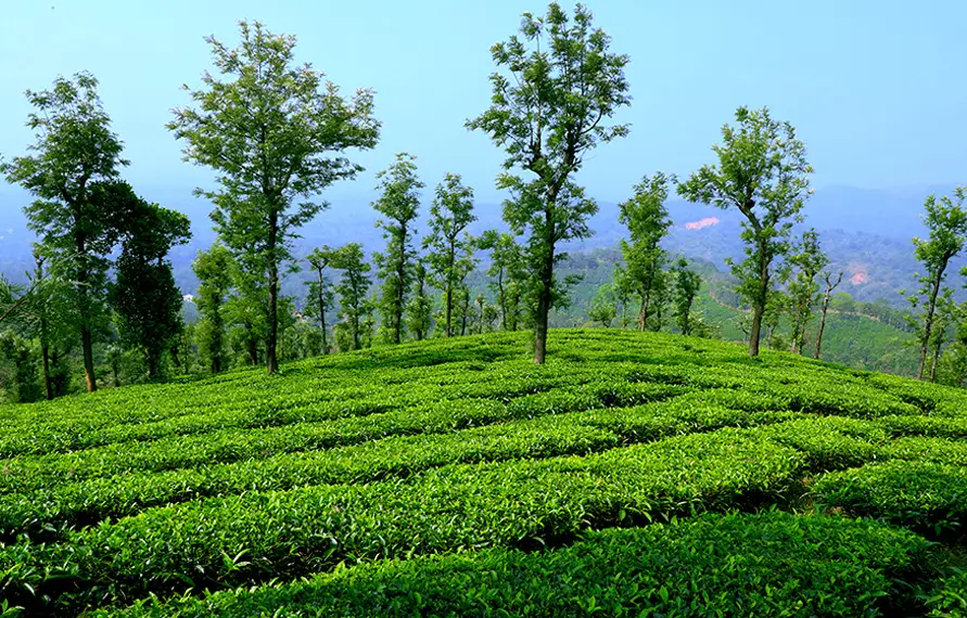 South India Coffee Plantation and Nature Tour