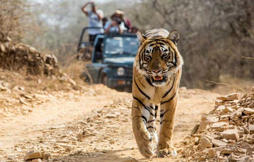 Jim Corbett National Park | Wildlife Tours India